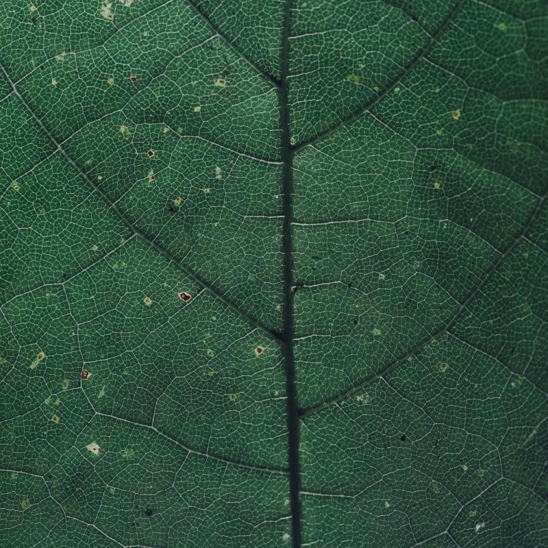 P|attern leaf green foliage 